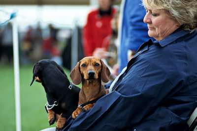 Woman at dogshow with miniature dachshunds on her lap, Lancashire.