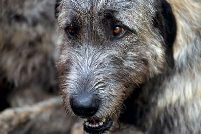 Irish wolfhound, Lancashire.