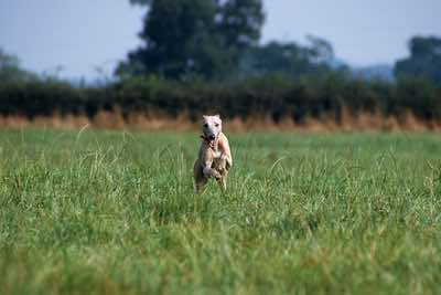 Whippet, Sussex.