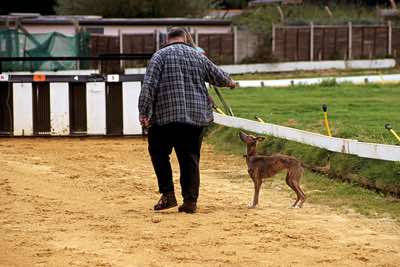 Whippet at race track with his owner, West of England.