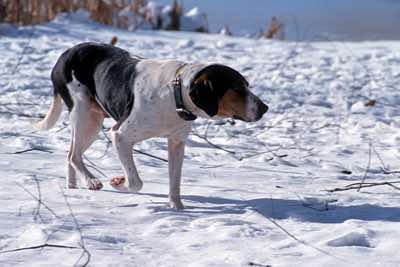 Treeing Walker coonhound, Ontario.