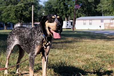 Standing blue tick coonhound in trailer park, Missouri.