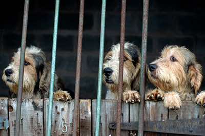 Long haired Basset hound pack in an enclosure waiting to be walked, Lancashire. 