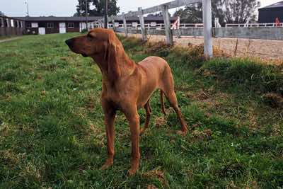 Segugio Italiano standing near riding stables, Somerset.