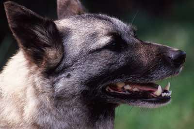 Norwegian elkhound, Lancashire.