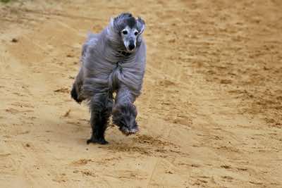 Afghan hound racing, Sussex.