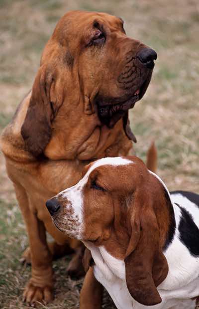 Saint Hubert Hound (left) and Basset Hound (right), Dieppe.