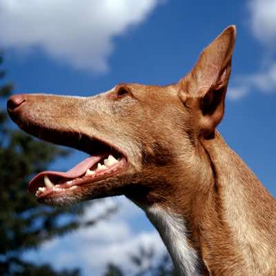 Pharaoh hound.