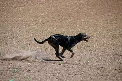 Catahoula leopard dog, Missouri.