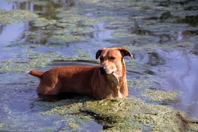 Mountain cur in pond, Missouri.