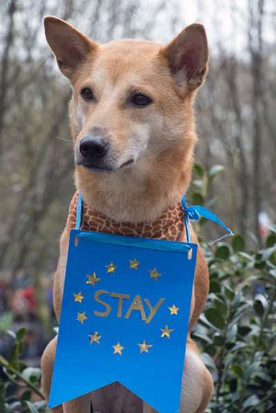 Green Park, London - Peoples Vote - 23rd March 2019.